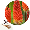 Lot De 3 Racines De Tritoma Kniphofia ‘Alcazar’ – Plante D’Extérieur