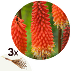 Lot De 3 Racines De Tritoma Kniphofia ‘Alcazar’ – Plante D’Extérieur