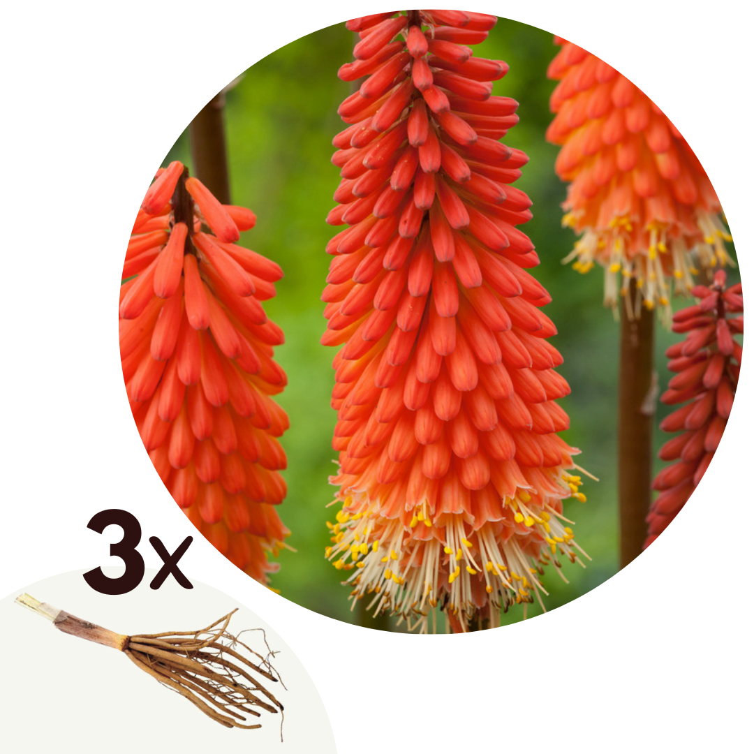 Lot De 3 Racines De Tritoma Kniphofia ‘Alcazar’ – Plante D’Extérieur