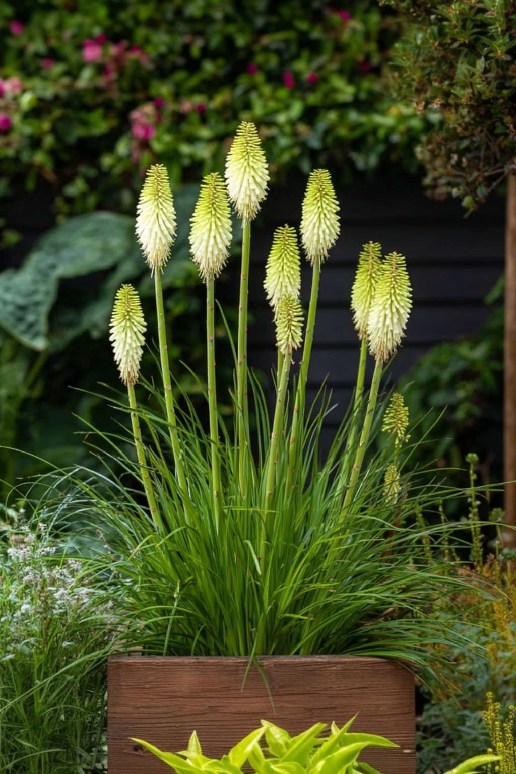 Lot De 3 Tubercules De Tritoma Kniphofia ‘Ice Queen’ – Plante D’Extérieur