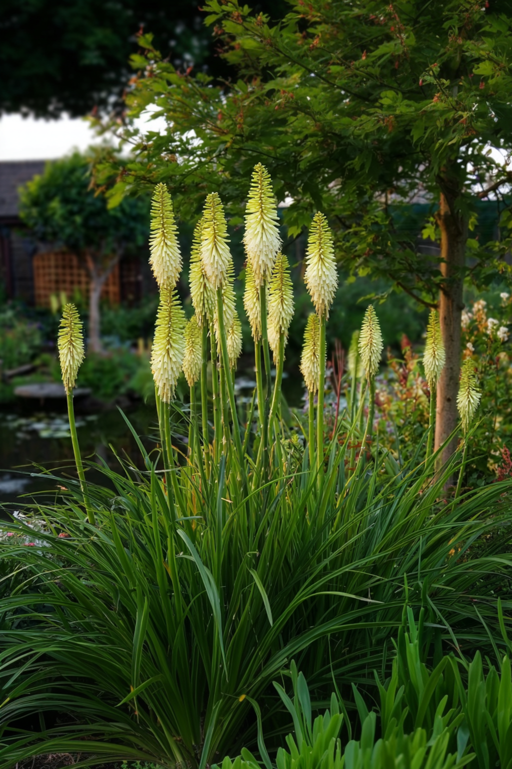 Lot De 3 Tubercules De Tritoma Kniphofia ‘Ice Queen’ – Plante D’Extérieur