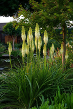 Lot De 3 Tubercules De Tritoma Kniphofia ‘Ice Queen’ – Plante D’Extérieur