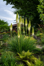 Lot De 3 Tubercules De Tritoma Kniphofia ‘Ice Queen’ – Plante D’Extérieur