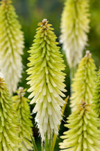 Lot De 3 Tubercules De Tritoma Kniphofia ‘Ice Queen’ – Plante D’Extérieur