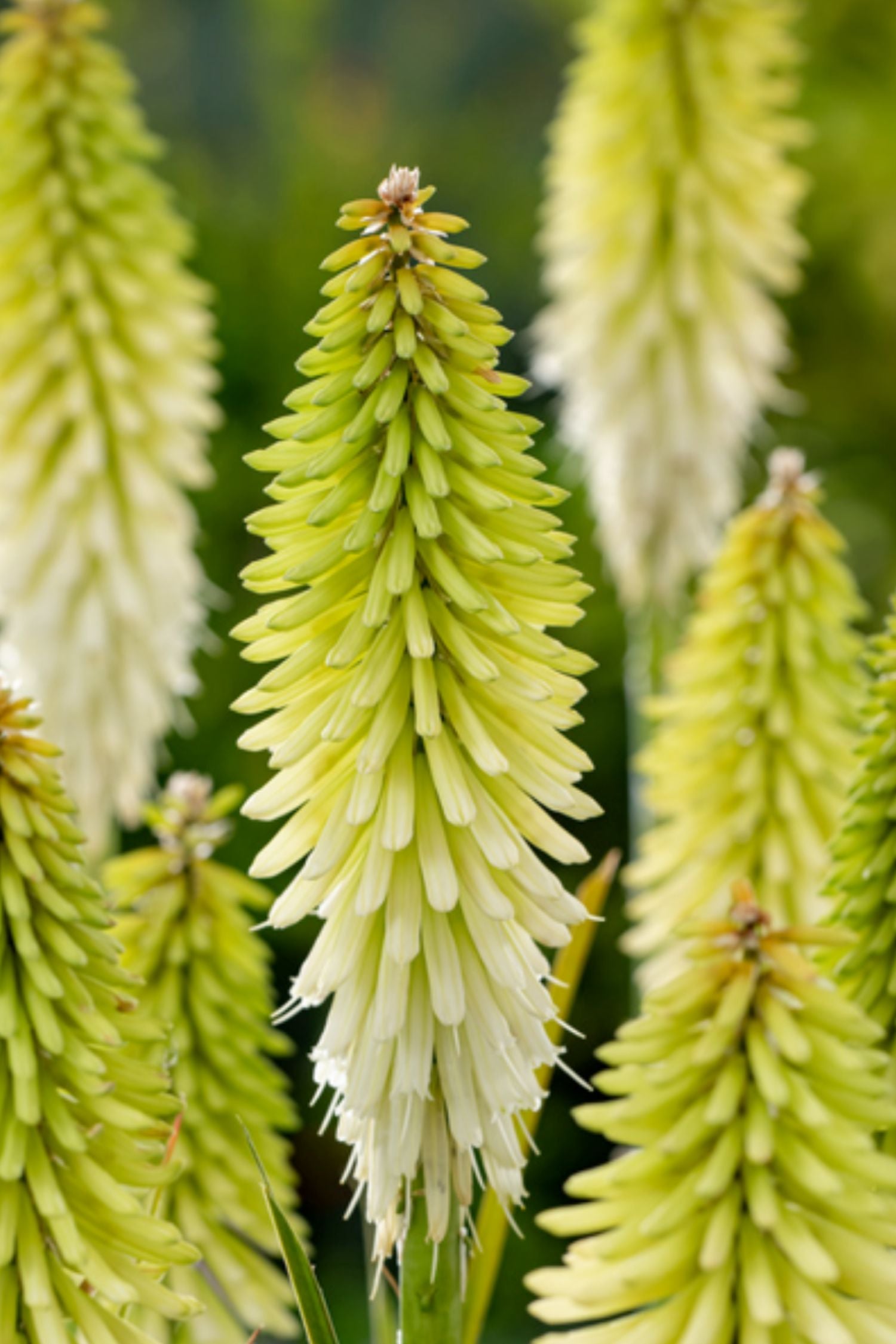 Lot De 3 Tubercules De Tritoma Kniphofia ‘Ice Queen’ – Plante D’Extérieur