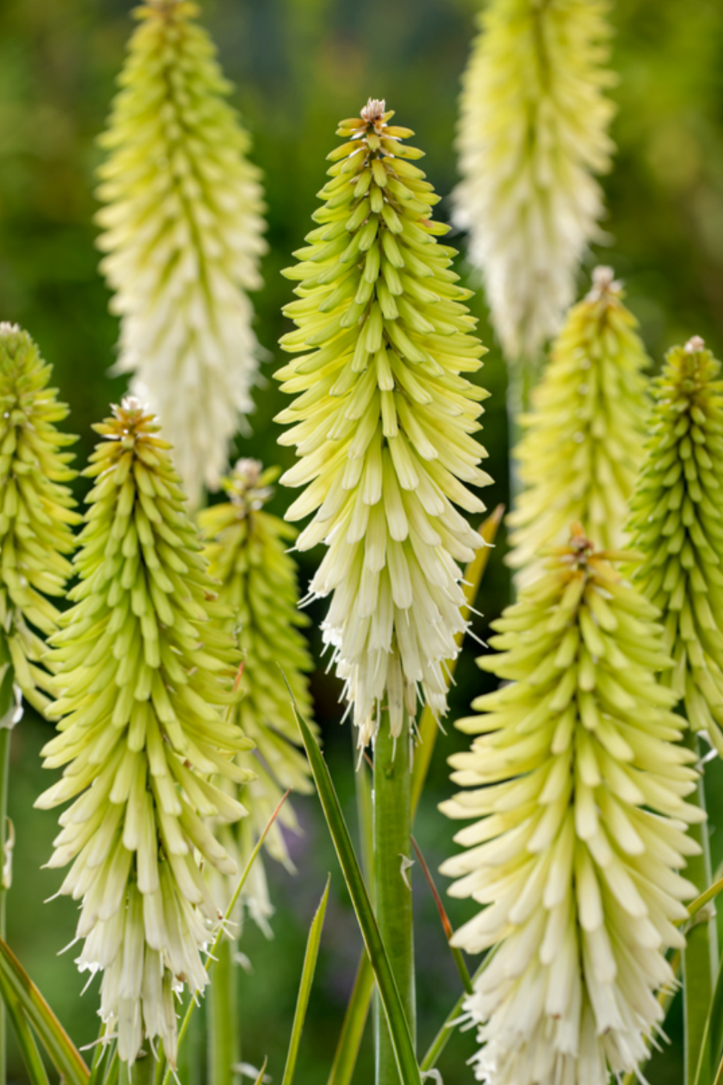 Lot De 3 Tubercules De Tritoma Kniphofia ‘Ice Queen’ – Plante D’Extérieur