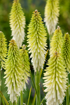 Lot De 3 Tubercules De Tritoma Kniphofia ‘Ice Queen’ – Plante D’Extérieur