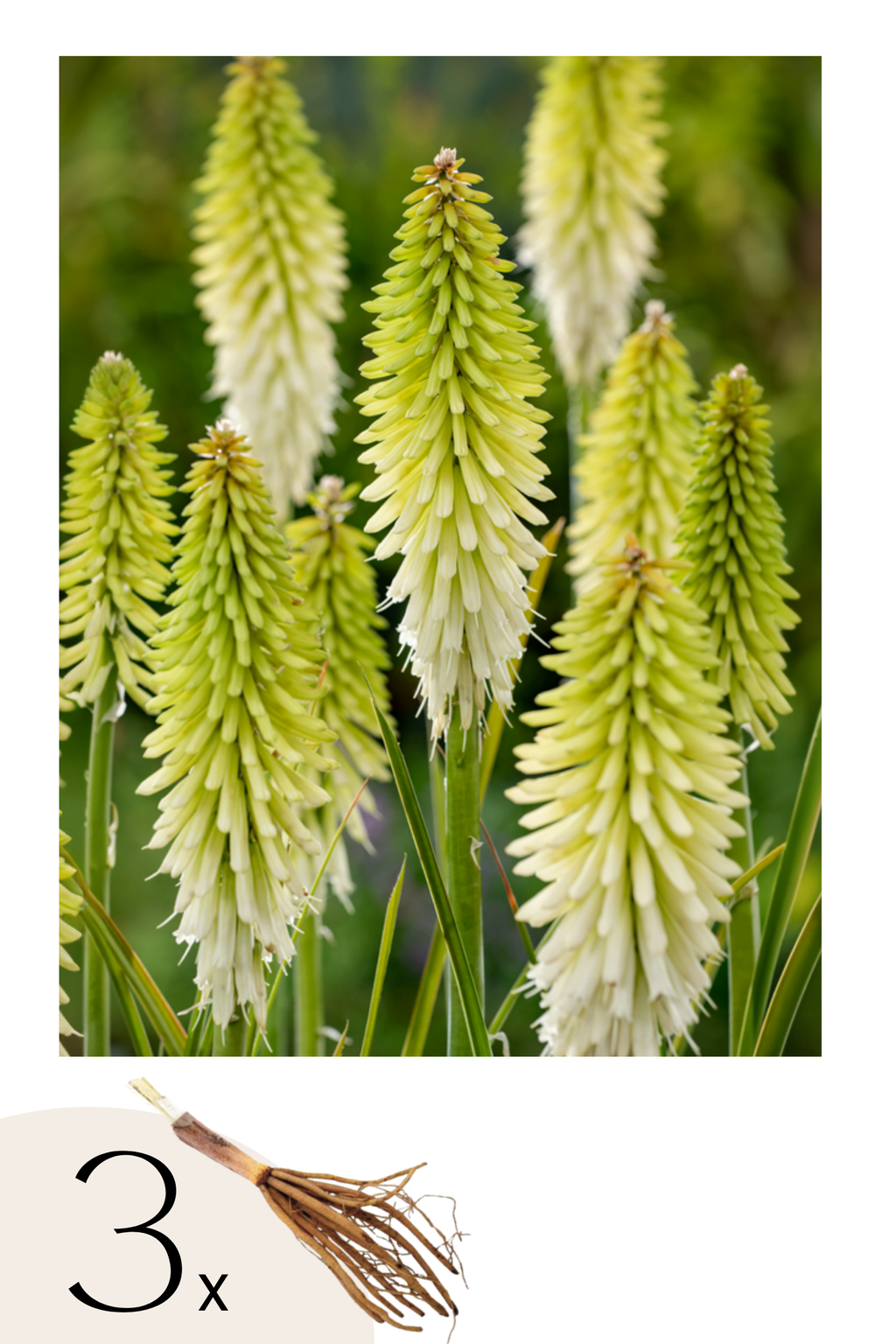 Lot De 3 Tubercules De Tritoma Kniphofia ‘Ice Queen’ – Plante D’Extérieur