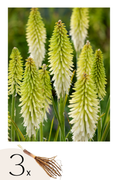 Lot De 3 Tubercules De Tritoma Kniphofia ‘Ice Queen’ – Plante D’Extérieur