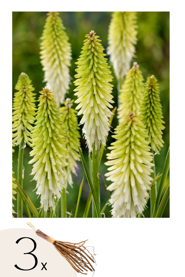 Lot De 3 Tubercules De Tritoma Kniphofia ‘Ice Queen’ – Plante D’Extérieur