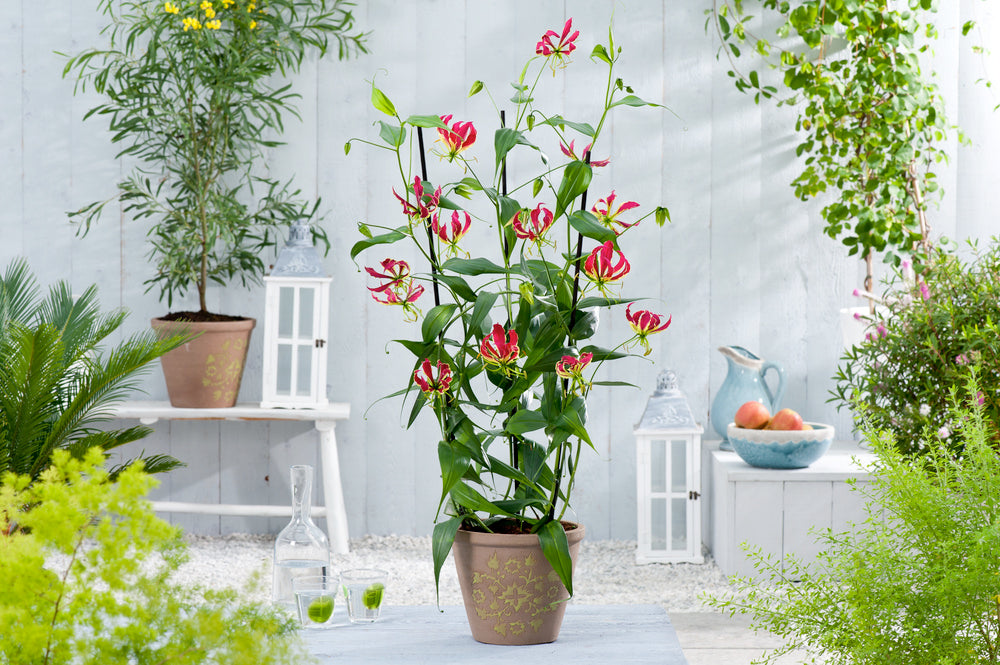 Lot De 3 Tubercules De Gloriosa Rothschildiana – Plante D’Extérieur