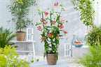 Lot De 3 Tubercules De Gloriosa Rothschildiana – Plante D’Extérieur