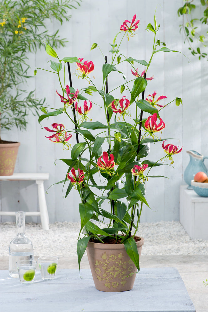 Lot De 3 Tubercules De Gloriosa Rothschildiana – Plante D’Extérieur