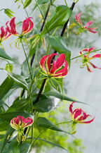 Lot De 3 Tubercules De Gloriosa Rothschildiana – Plante D’Extérieur