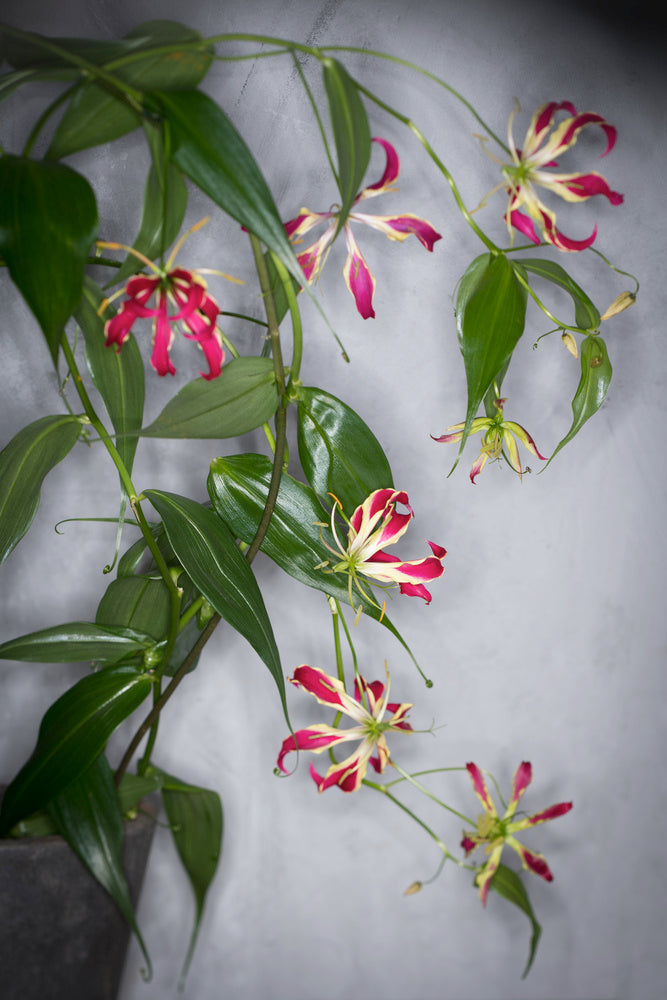 Lot De 3 Tubercules De Gloriosa Rothschildiana – Plante D’Extérieur