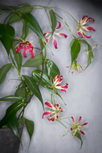 Lot De 3 Tubercules De Gloriosa Rothschildiana – Plante D’Extérieur