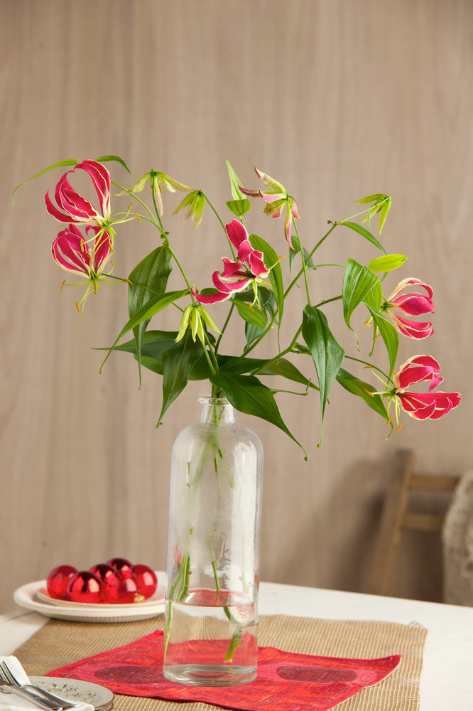 Lot De 3 Tubercules De Gloriosa Rothschildiana – Plante D’Extérieur