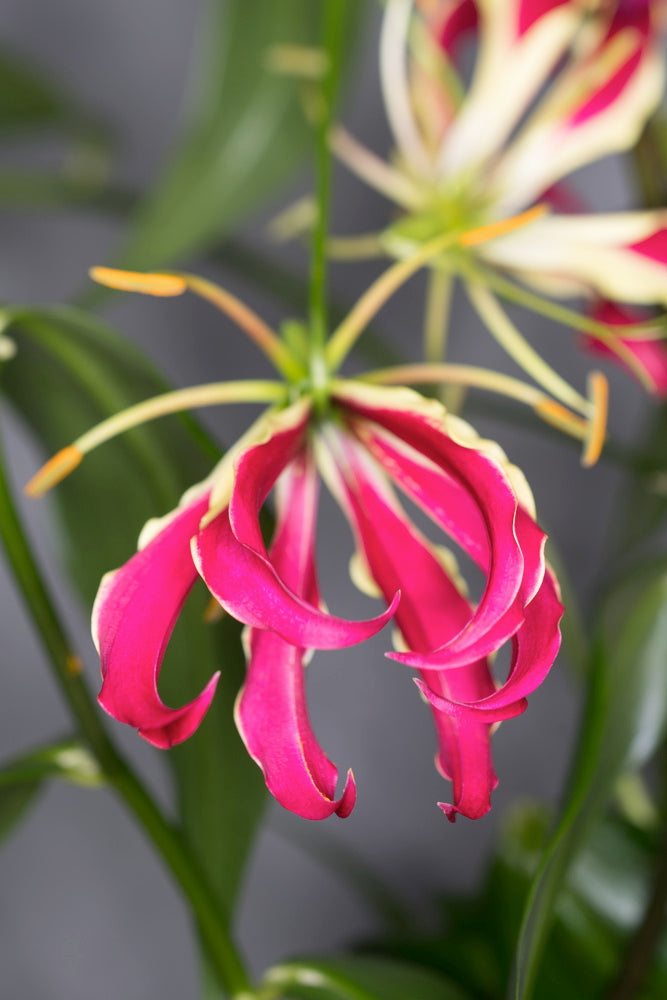 Lot De 3 Tubercules De Gloriosa Rothschildiana – Plante D’Extérieur