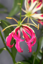 Lot De 3 Tubercules De Gloriosa Rothschildiana – Plante D’Extérieur