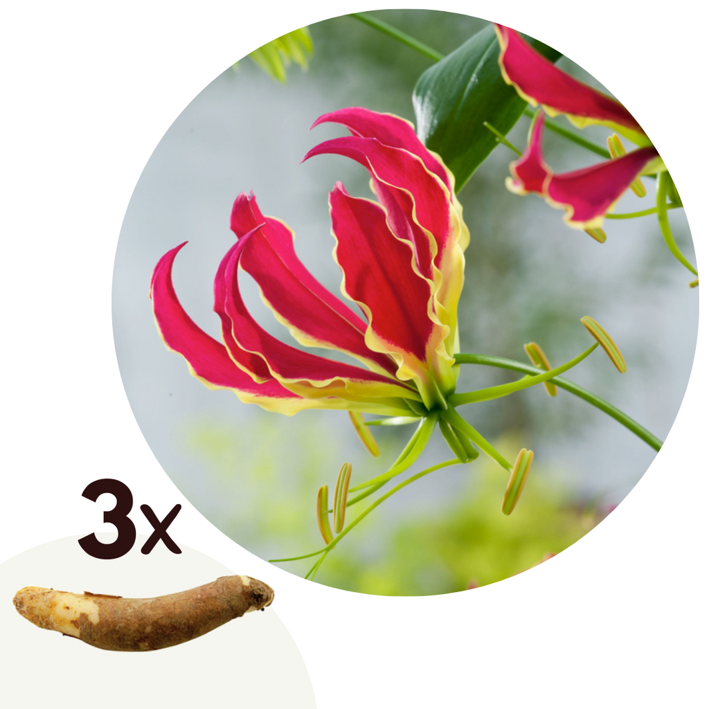 Lot De 3 Tubercules De Gloriosa Rothschildiana – Plante D’Extérieur
