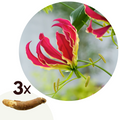 Lot De 3 Tubercules De Gloriosa Rothschildiana – Plante D’Extérieur