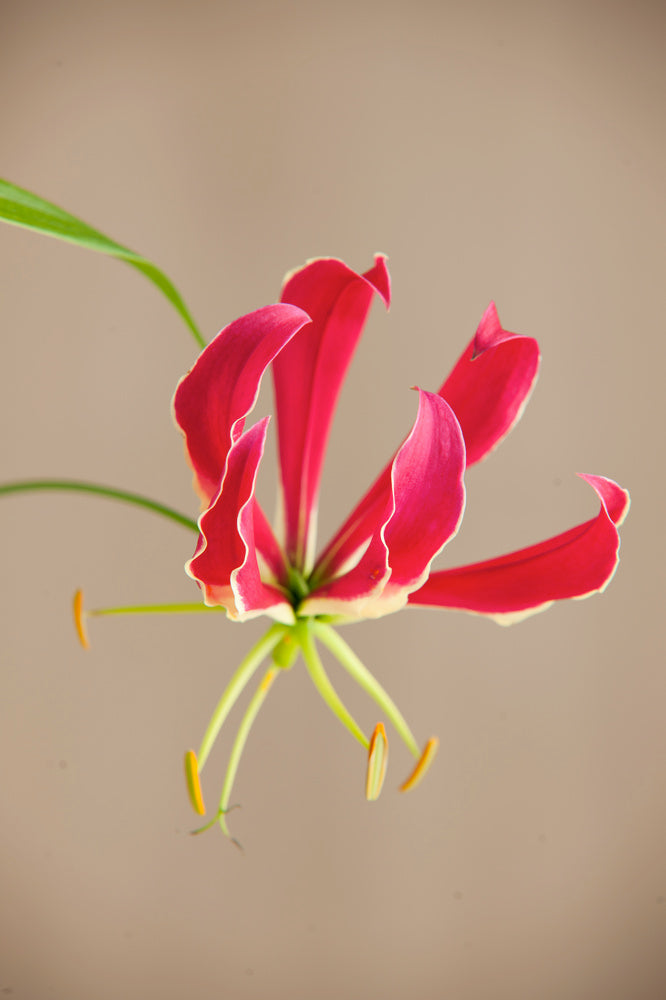 Lot De 3 Tubercules De Gloriosa Rothschildiana – Plante D’Extérieur