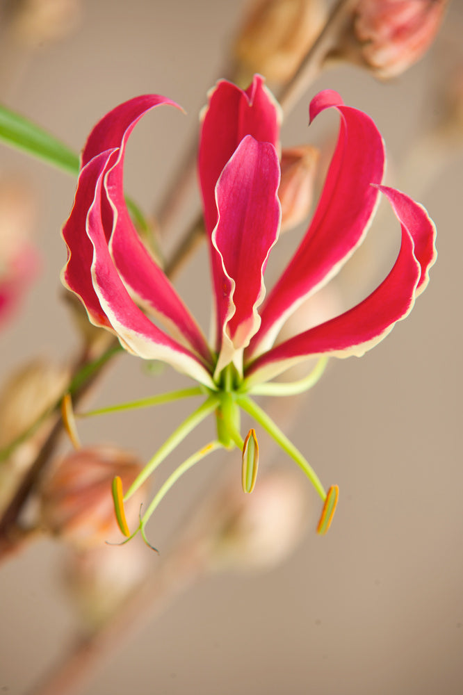 Lot De 3 Tubercules De Gloriosa Rothschildiana – Plante D’Extérieur