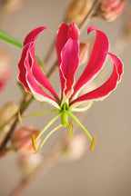 Lot De 3 Tubercules De Gloriosa Rothschildiana – Plante D’Extérieur