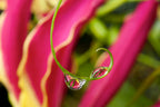 Lot De 3 Tubercules De Gloriosa Rothschildiana – Plante D’Extérieur