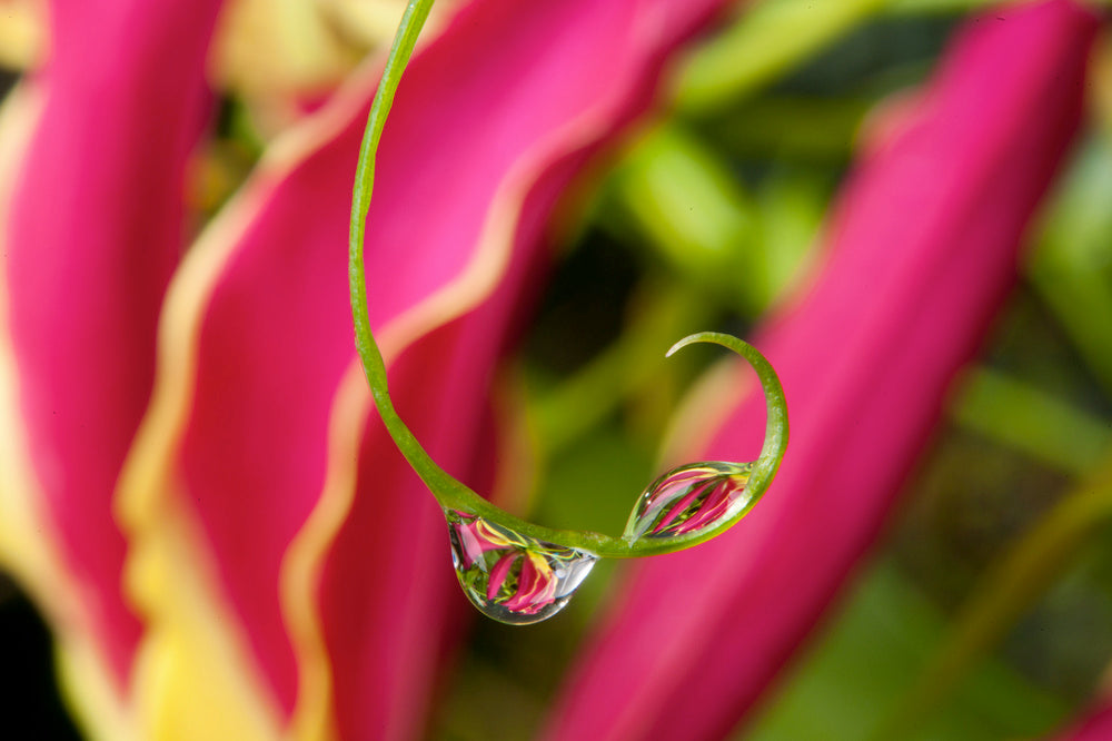 Lot De 3 Tubercules De Gloriosa Rothschildiana – Plante D’Extérieur