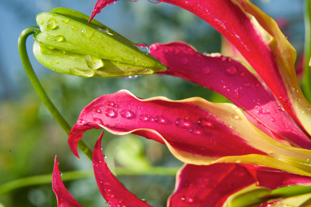 Lot De 3 Tubercules De Gloriosa Rothschildiana – Plante D’Extérieur