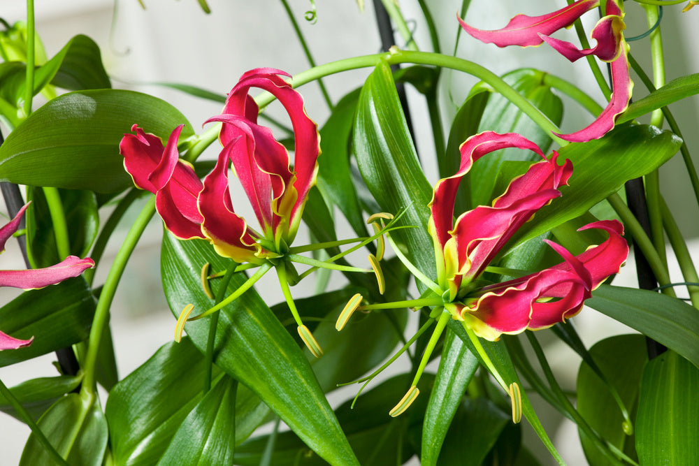 Lot De 3 Tubercules De Gloriosa Rothschildiana – Plante D’Extérieur