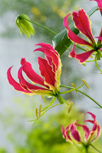 Lot De 3 Tubercules De Gloriosa Rothschildiana – Plante D’Extérieur