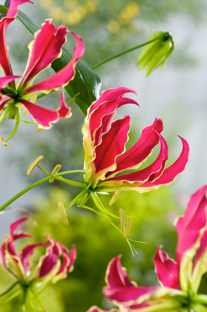 Lot De 3 Tubercules De Gloriosa Rothschildiana – Plante D’Extérieur