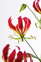 Lot De 3 Tubercules De Gloriosa Rothschildiana – Plante D’Extérieur