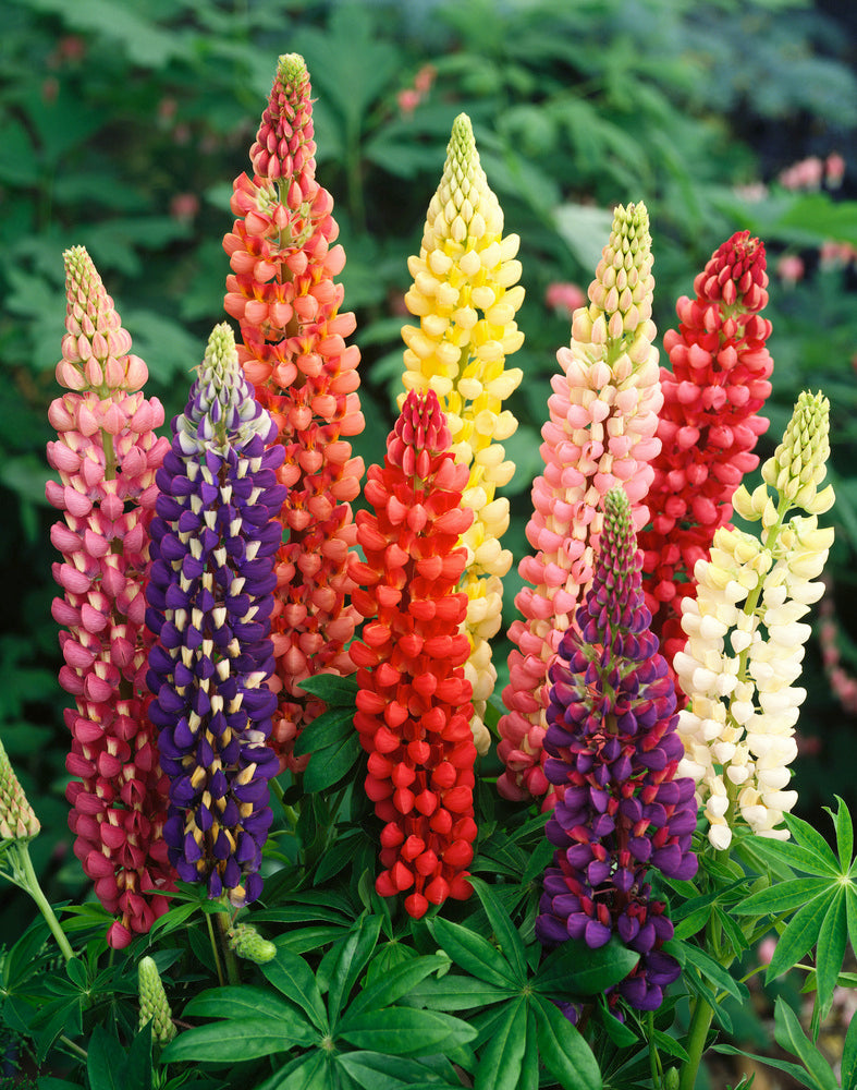 Mélange De 20 Lupins – Plante D’Extérieur