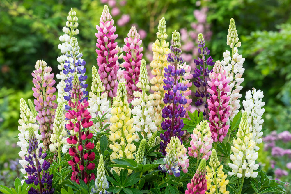 Mélange De 20 Lupins – Plante D’Extérieur