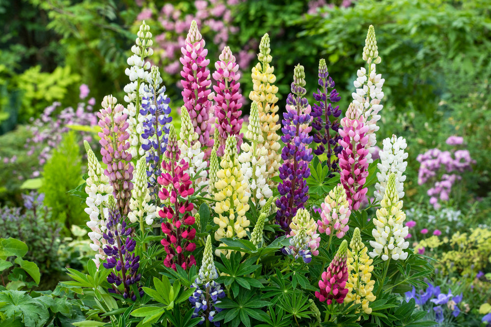 Mélange De 20 Lupins – Plante D’Extérieur