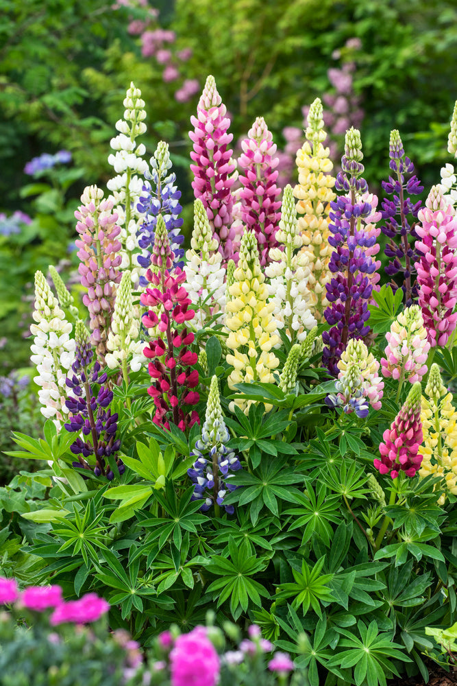 Mélange De 20 Lupins – Plante D’Extérieur