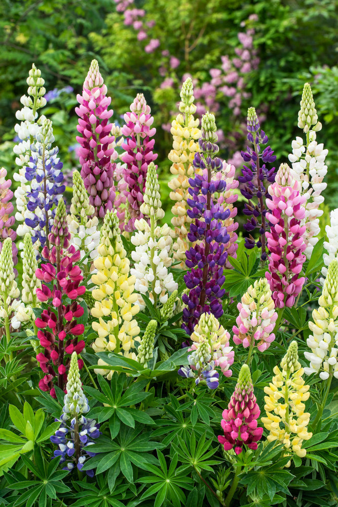 Mélange De 20 Lupins – Plante D’Extérieur