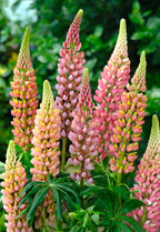 Mélange De 20 Lupins – Plante D’Extérieur