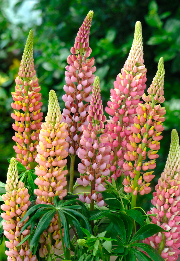 Mélange De 20 Lupins – Plante D’Extérieur