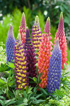 Mélange De 20 Lupins – Plante D’Extérieur