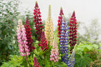 Mélange De 20 Lupins – Plante D’Extérieur