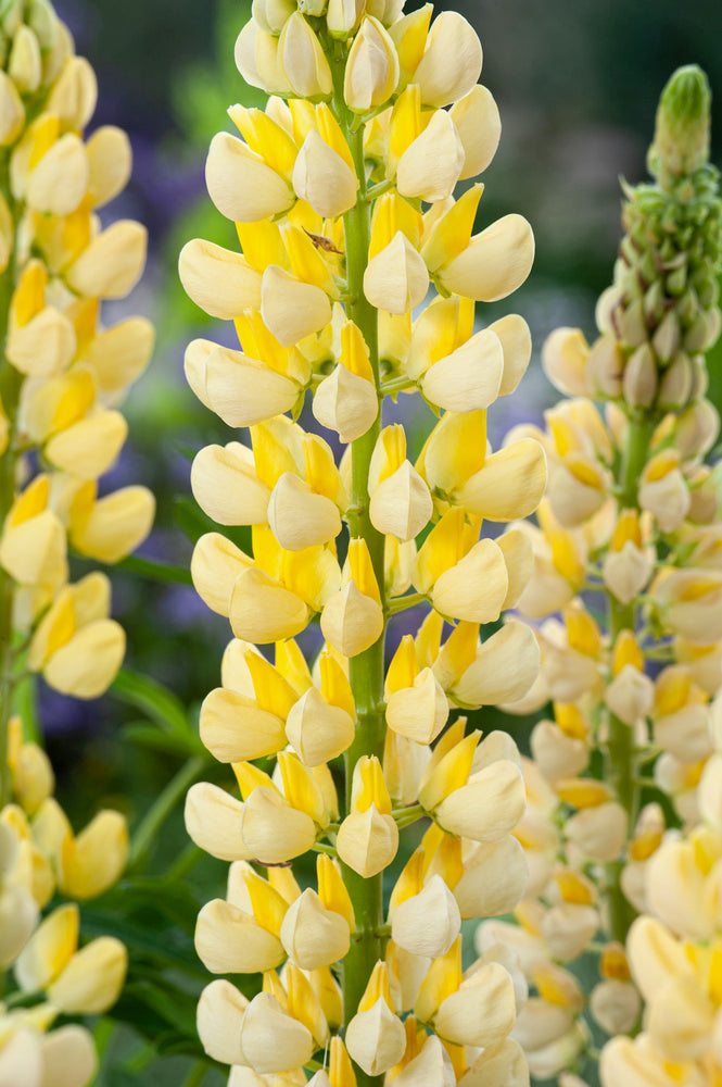 Mélange De 20 Lupins – Plante D’Extérieur