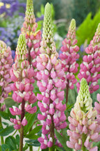 Mélange De 20 Lupins – Plante D’Extérieur