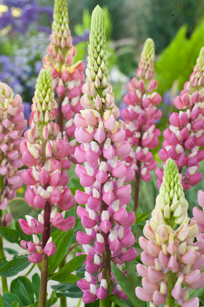 Mélange De 20 Lupins – Plante D’Extérieur
