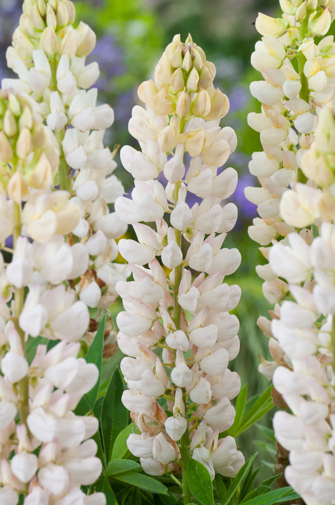 Mélange De 20 Lupins – Plante D’Extérieur