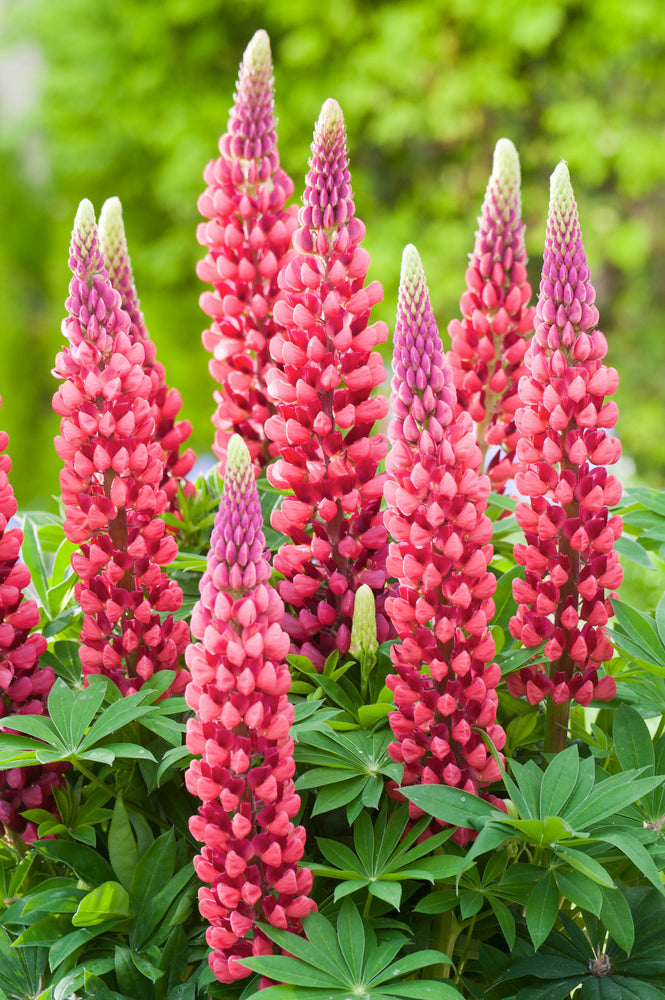 Mélange De 20 Lupins – Plante D’Extérieur