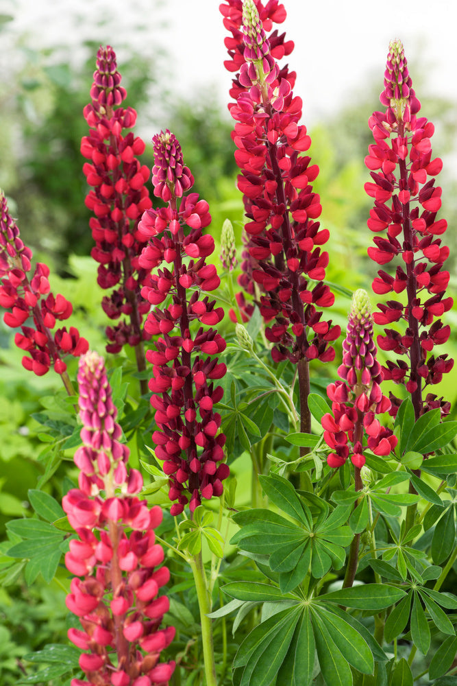 Mélange De 20 Lupins – Plante D’Extérieur